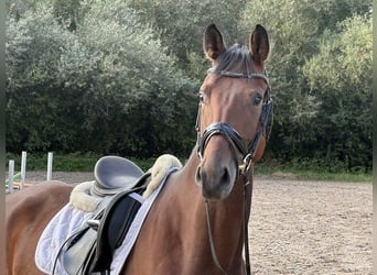 Hanovrien, Hongre, 4 Ans, 176 cm, Bai