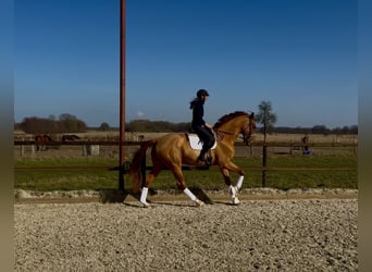 Hanovrien, Hongre, 4 Ans, 177 cm, Alezan