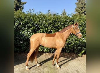 Hanovrien, Hongre, 4 Ans, 177 cm, Alezan