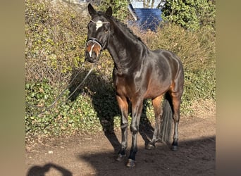 Hanovrien, Hongre, 4 Ans, 177 cm, Bai brun