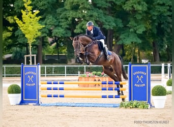 Hanovrien, Hongre, 4 Ans, 177 cm, Bai brun