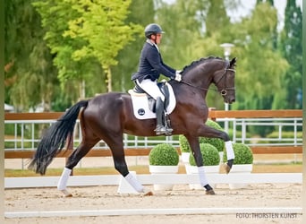 Hanovrien, Hongre, 4 Ans, 177 cm, Noir