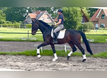 Hanovrien, Hongre, 4 Ans, 178 cm, Bai brun