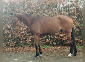 Hanovrien, Hongre, 4 Ans, 178 cm, Bai