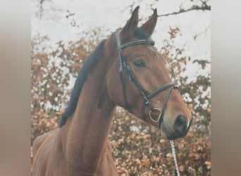 Hanovrien, Hongre, 4 Ans, 178 cm, Bai