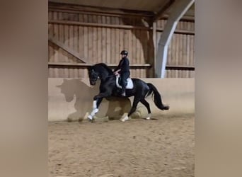 Hanovrien, Hongre, 4 Ans, 178 cm, Noir