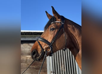 Hanovrien, Hongre, 4 Ans, 180 cm, Bai