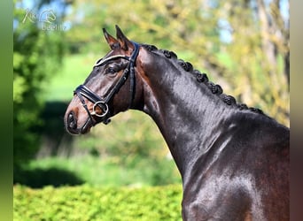 Hanovrien, Hongre, 4 Ans, Bai