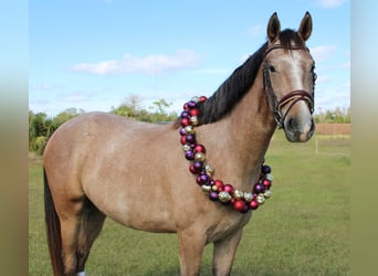 Hanovrien Croisé, Hongre, 4 Ans, Gris