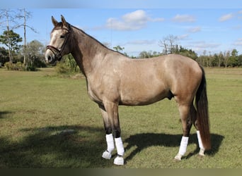 Hanovrien Croisé, Hongre, 4 Ans, Gris
