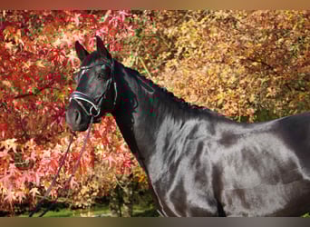 Hanovrien, Hongre, 4 Ans, Noir