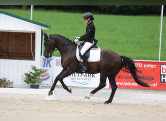 Hanovrien, Hongre, 5 Ans, 153 cm, Noir