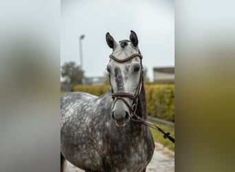 Hanovrien, Hongre, 5 Ans, 161 cm, Gris