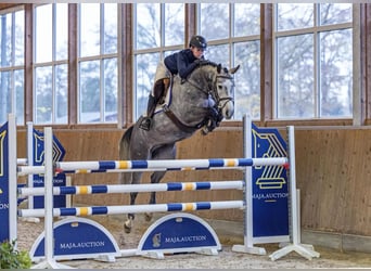 Hanovrien, Hongre, 5 Ans, 161 cm, Gris pommelé