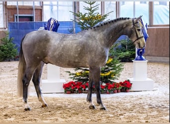 Hanovrien, Hongre, 5 Ans, 161 cm, Gris pommelé