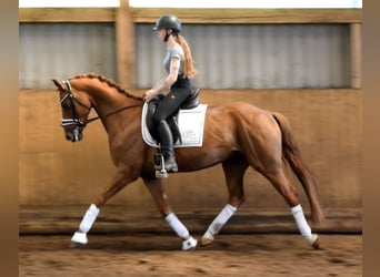 Hanovrien, Hongre, 5 Ans, 162 cm, Alezan