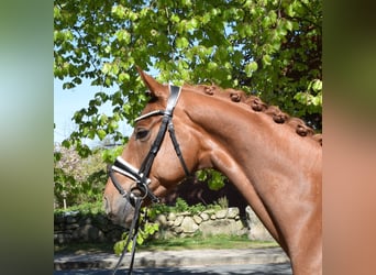 Hanovrien, Hongre, 5 Ans, 162 cm, Alezan