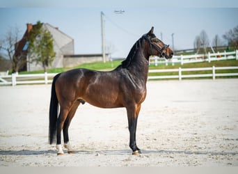 Hanovrien, Hongre, 5 Ans, 162 cm, Bai cerise