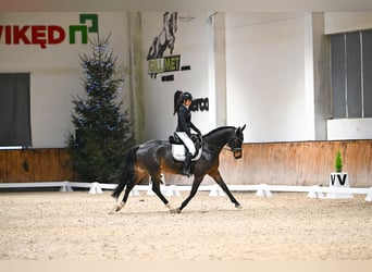 Hanovrien, Hongre, 5 Ans, 162 cm, Bai cerise