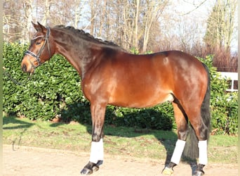 Hanovrien, Hongre, 5 Ans, 162 cm, Bai
