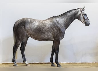Hanovrien, Hongre, 5 Ans, 162 cm, Gris
