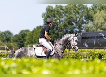 Hanovrien, Hongre, 5 Ans, 162 cm, Gris
