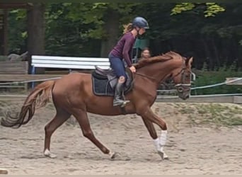 Hanovrien, Hongre, 5 Ans, 163 cm, Alezan brûlé