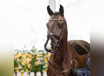 Hanovrien, Hongre, 5 Ans, 163 cm, Bai brun foncé