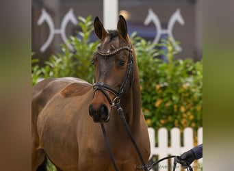 Hanovrien, Hongre, 5 Ans, 163 cm, Bai