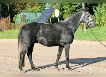 Hanovrien, Hongre, 5 Ans, 163 cm, Gris