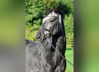 Hanovrien, Hongre, 5 Ans, 163 cm, Gris