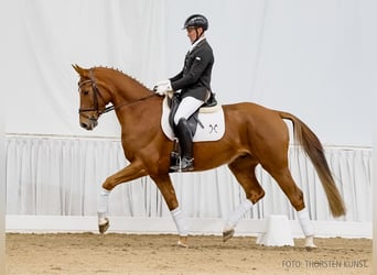 Hanovrien, Hongre, 5 Ans, 164 cm, Alezan