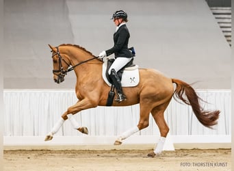 Hanovrien, Hongre, 5 Ans, 164 cm, Alezan