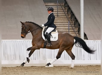 Hanovrien, Hongre, 5 Ans, 164 cm, Bai