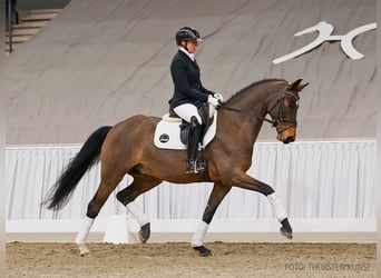 Hanovrien, Hongre, 5 Ans, 164 cm, Bai