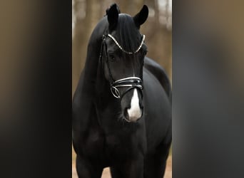 Hanovrien, Hongre, 5 Ans, 164 cm, Noir