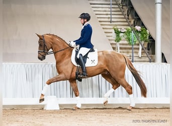 Hanovrien, Hongre, 5 Ans, 165 cm, Alezan