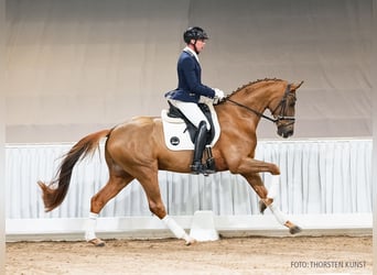 Hanovrien, Hongre, 5 Ans, 165 cm, Alezan