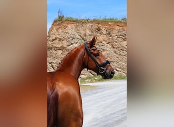 Hanovrien, Hongre, 5 Ans, 165 cm, Alezan