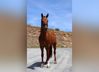 Hanovrien, Hongre, 5 Ans, 165 cm, Alezan