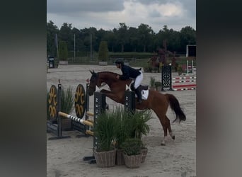 Hanovrien, Hongre, 5 Ans, 165 cm, Alezan