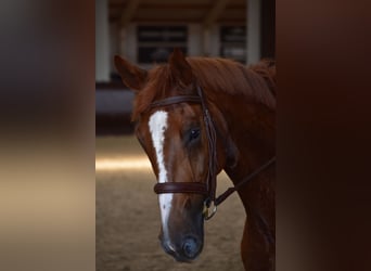 Hanovrien, Hongre, 5 Ans, 165 cm, Alezan