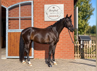 Hanovrien, Hongre, 5 Ans, 165 cm, Bai brun