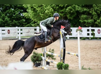 Hanovrien, Hongre, 5 Ans, 165 cm, Bai brun