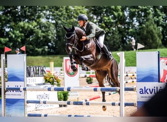 Hanovrien, Hongre, 5 Ans, 165 cm, Bai brun