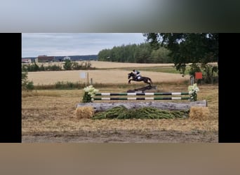 Hanovrien, Hongre, 5 Ans, 165 cm, Gris