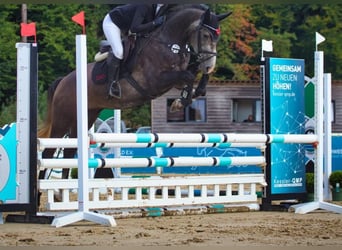 Hanovrien, Hongre, 5 Ans, 165 cm, Gris pommelé