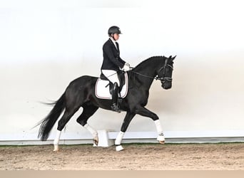 Hanovrien, Hongre, 5 Ans, 165 cm, Noir