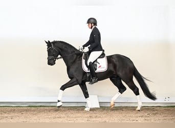 Hanovrien, Hongre, 5 Ans, 165 cm, Noir
