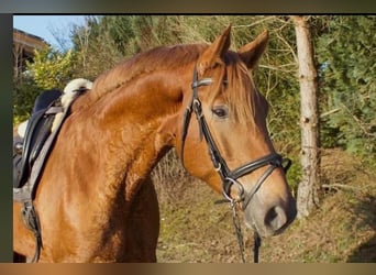 Hanovrien, Hongre, 5 Ans, 166 cm, Alezan brûlé